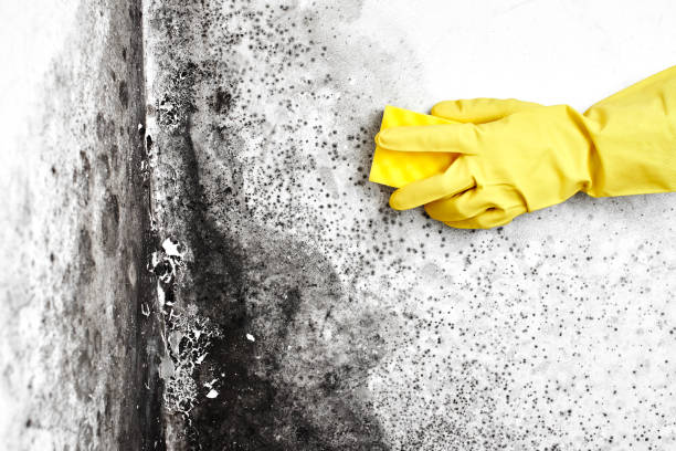 Best Attic Mold Remediation in St Bonifacius, MN