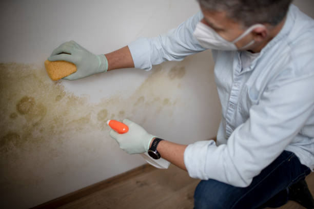 Best Bathroom Mold Remediation in St Bonifacius, MN