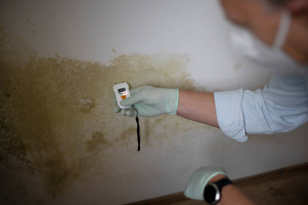 Best Crawl Space Mold Remediation in St Bonifacius, MN