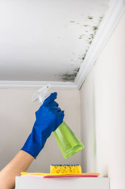 Best Industrial Mold Remediation in St Bonifacius, MN